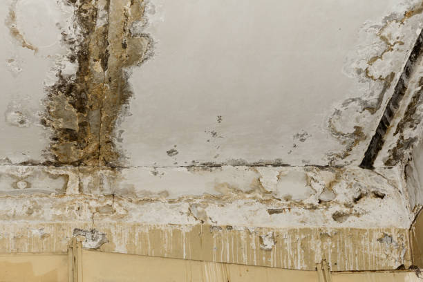 Best Black Mold Removal  in Atlantic Beach, NC