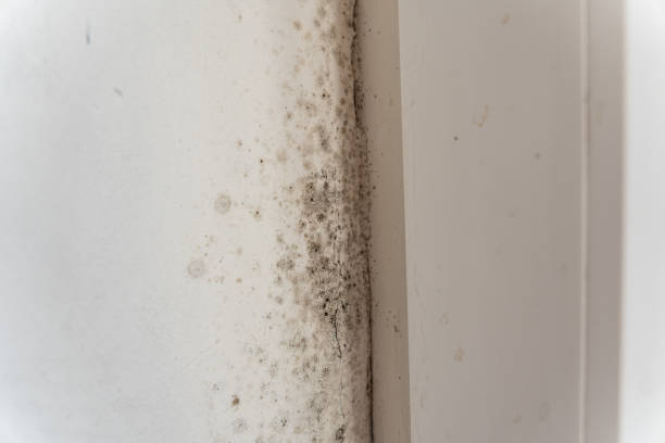 Professional Mold Removal in Atlantic Beach, NC